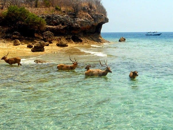 The timeless beauty of Menjangan island and its sacred Temple
